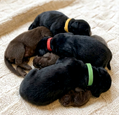 szczenię Flat Coated Retriever
